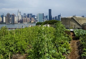 Rooftop Farms, Brooklyn